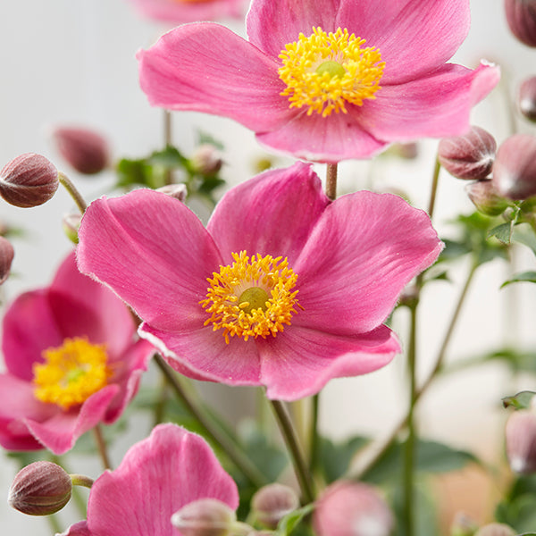 Anemone japonica Fantasy 'Jasmine'