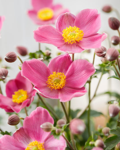 Anemone japonica Fantasy 'Jasmine'