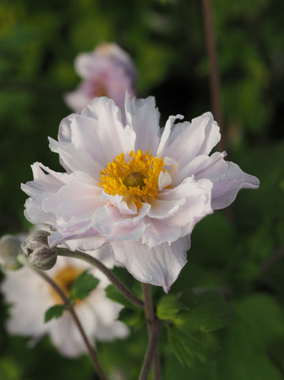 Anemone x hybrida 'Frilly Knickers'