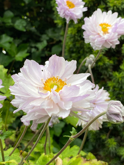Anemone x hybrida 'Frilly Knickers'