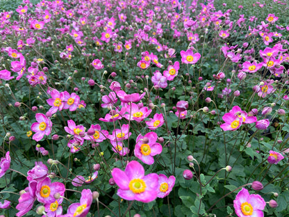 Anemone japonica Fantasy 'Jasmine'