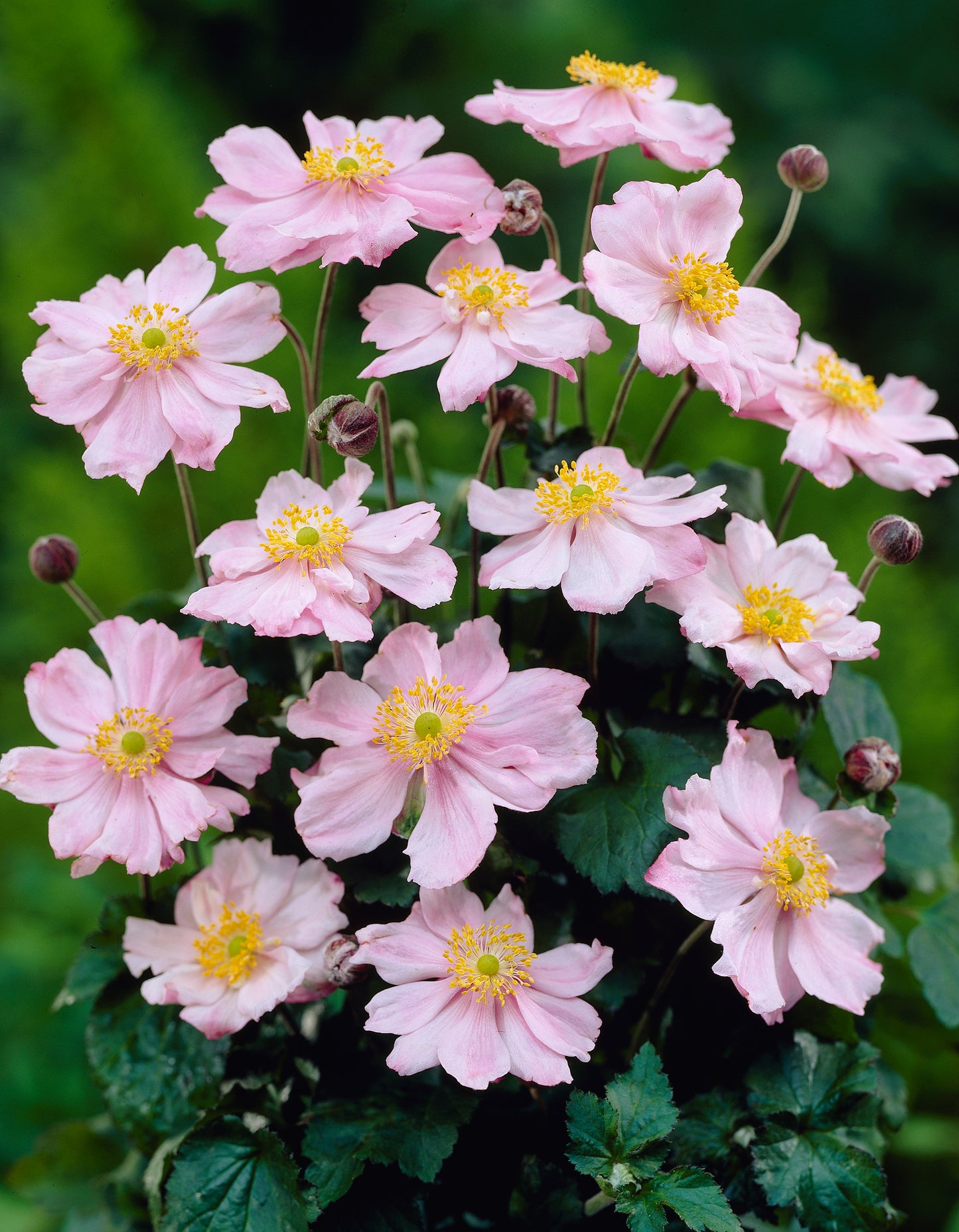 Anemone hybrid 'Queen Charlotte' - NEW