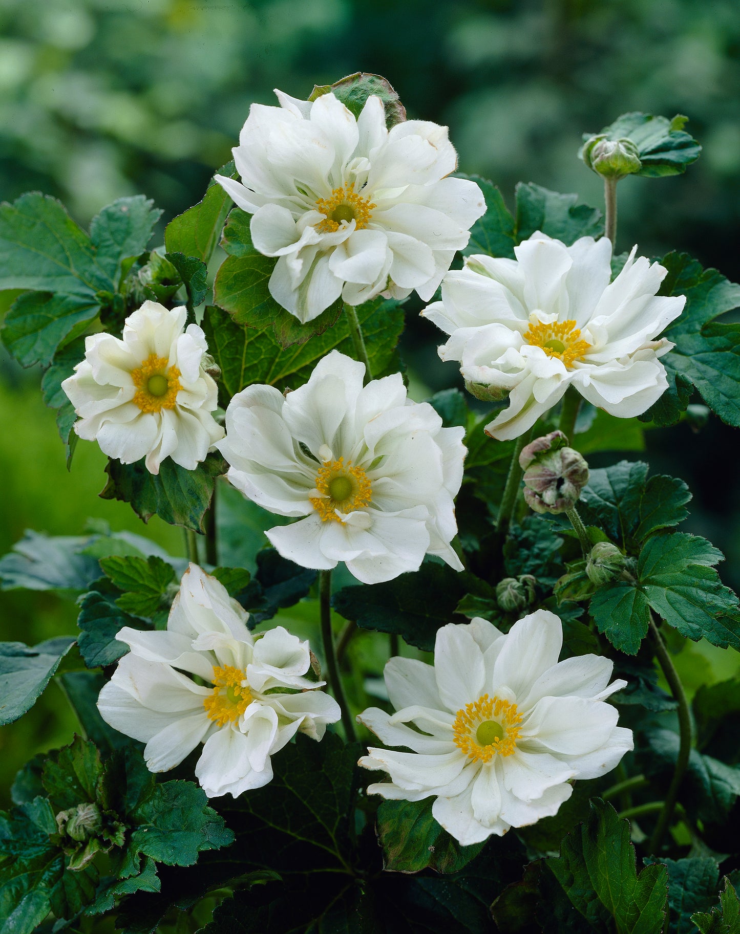 Anemone hybrid 'Whirlwind' - NEW