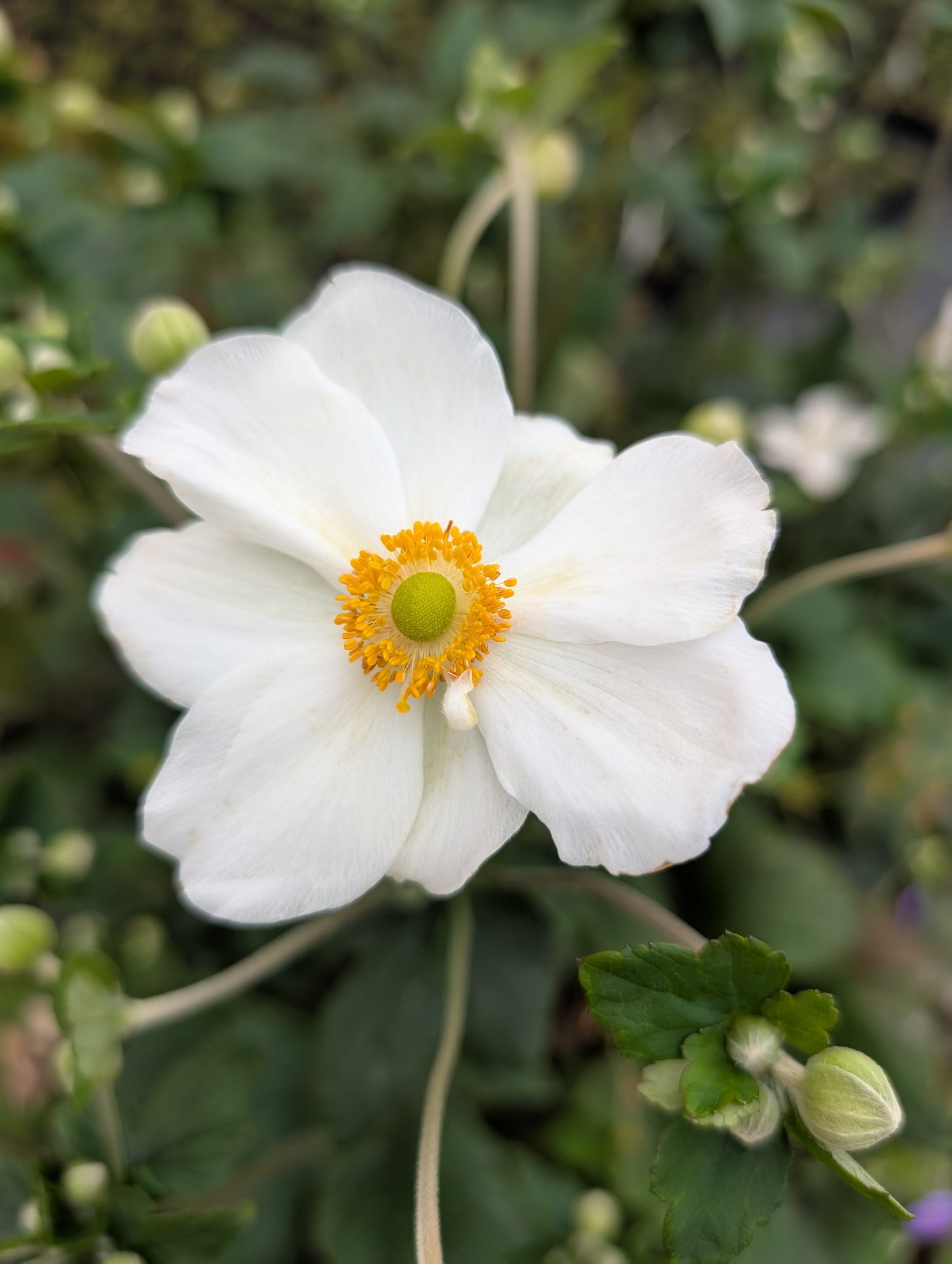 Anemone x hybrida 'Honorine Jobert'