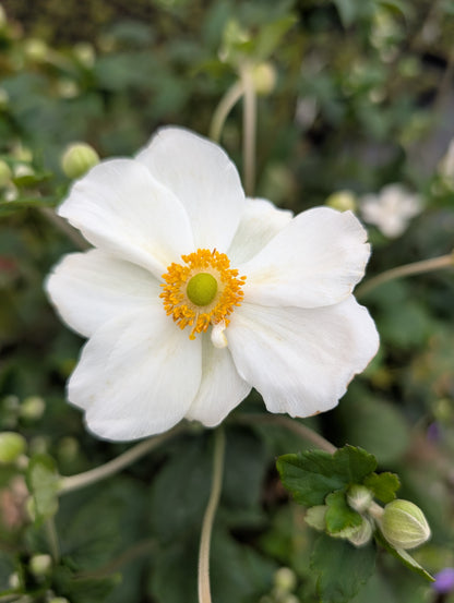 Anemone x hybrida 'Honorine Jobert'