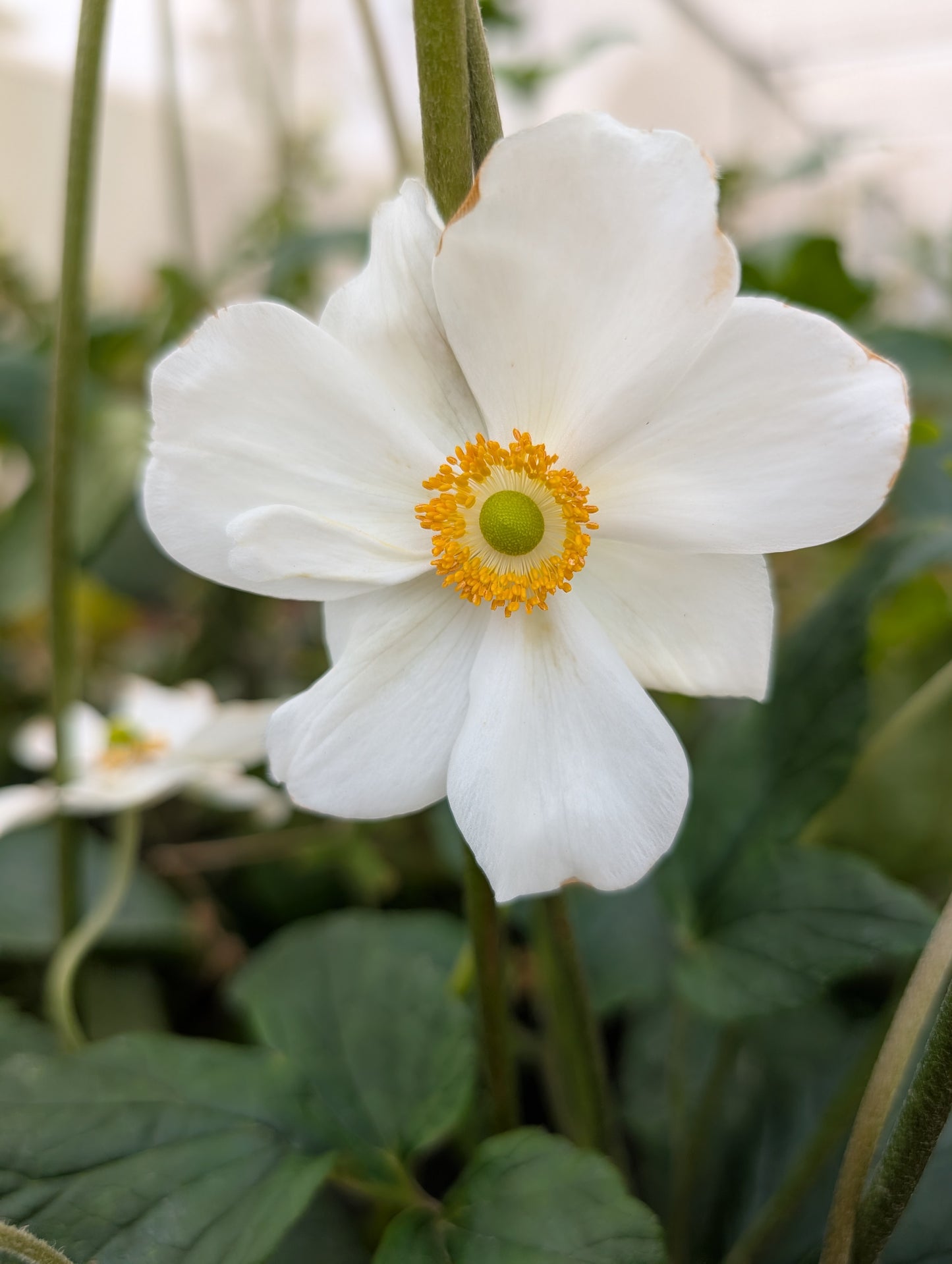 Anemone x hybrida 'Honorine Jobert'