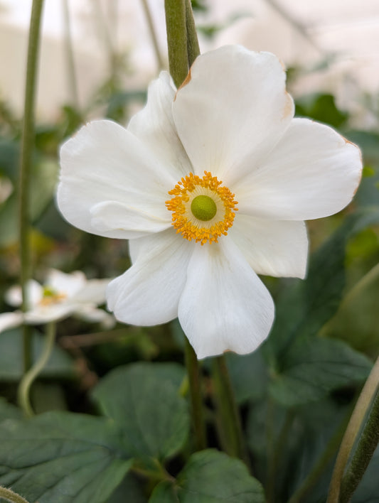Anemone x hybrida 'Honorine Jobert'