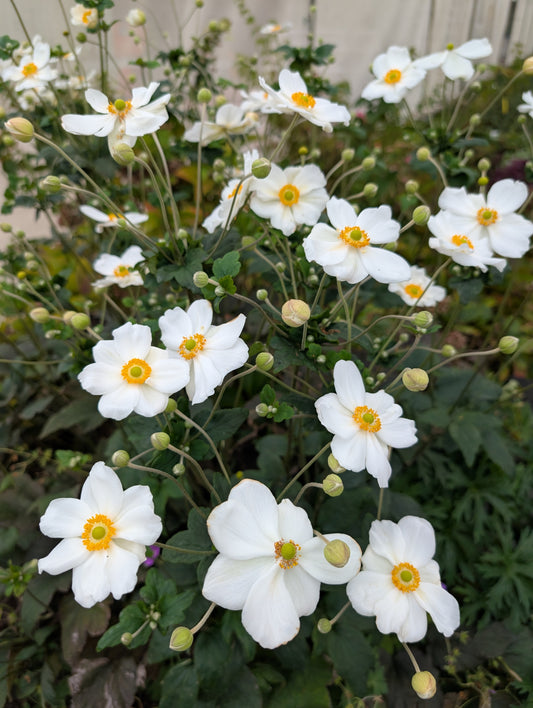 Anemone x hybrida 'Honorine Jobert'