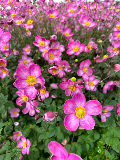 Anemone japonica Fantasy 'Jasmine'