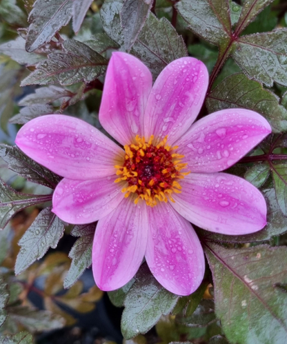 Dahlia variabilis 'Arcadian Magic'