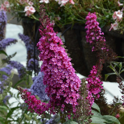 Buddleja davidii Buzz 'Hot Raspberry'