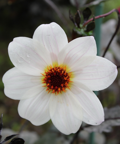Dahlia variabilis 'B&W' - NEW COMING AUTUMN 2026