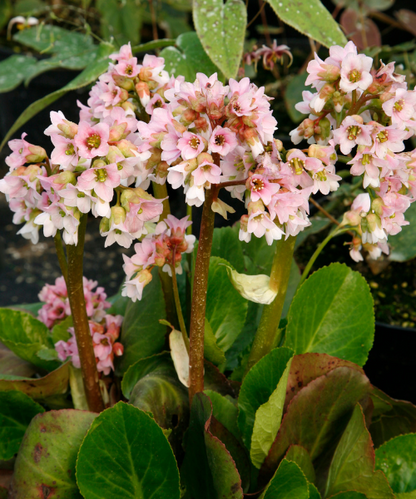 Bergenia cordifolia 'Baby Doll'