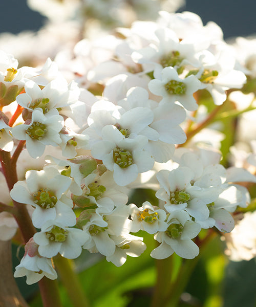 Bergenia cordifolia 'Bressingham White'