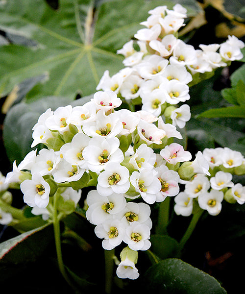 Bergenia cordifolia 'Diamond Drops'