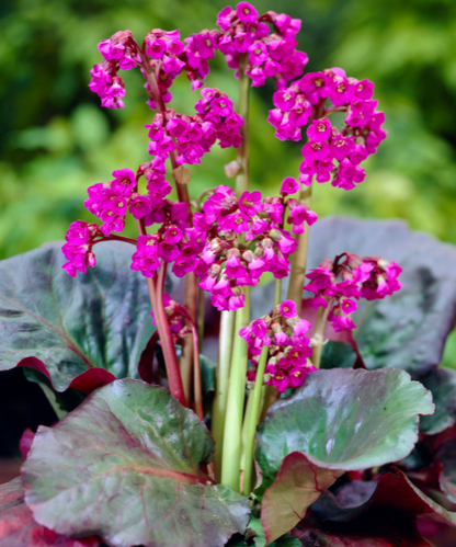 Bergenia cordifolia 'Eroica'