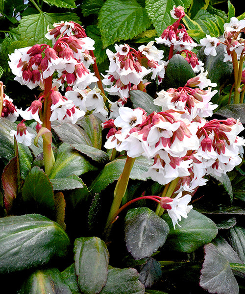 Bergenia cordifolia 'Fire & Ice' - NEW
