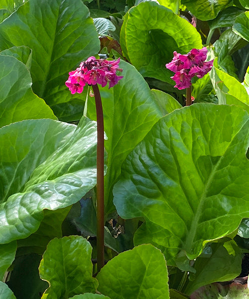 Bergenia cordifolia 'Winterglow'