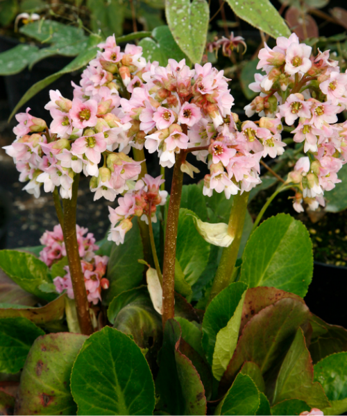 Bergenia cordifolia 'Baby Doll'