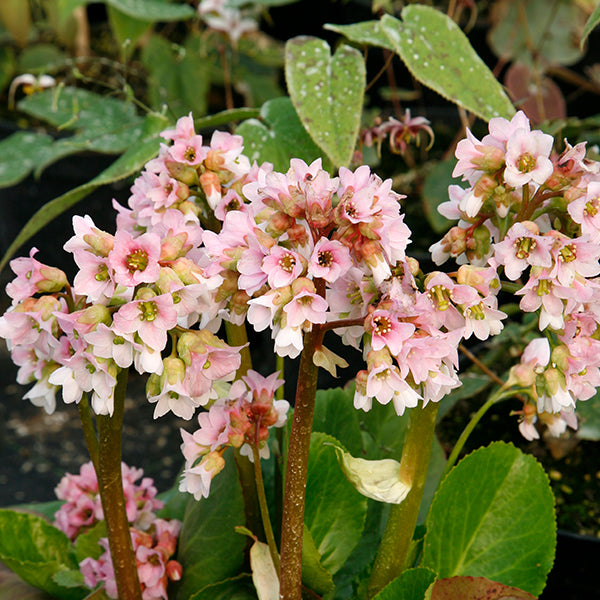 Bergenia cordifolia 'Baby Doll'