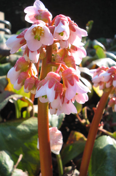 Bergenia cordifolia 'Baby Doll'