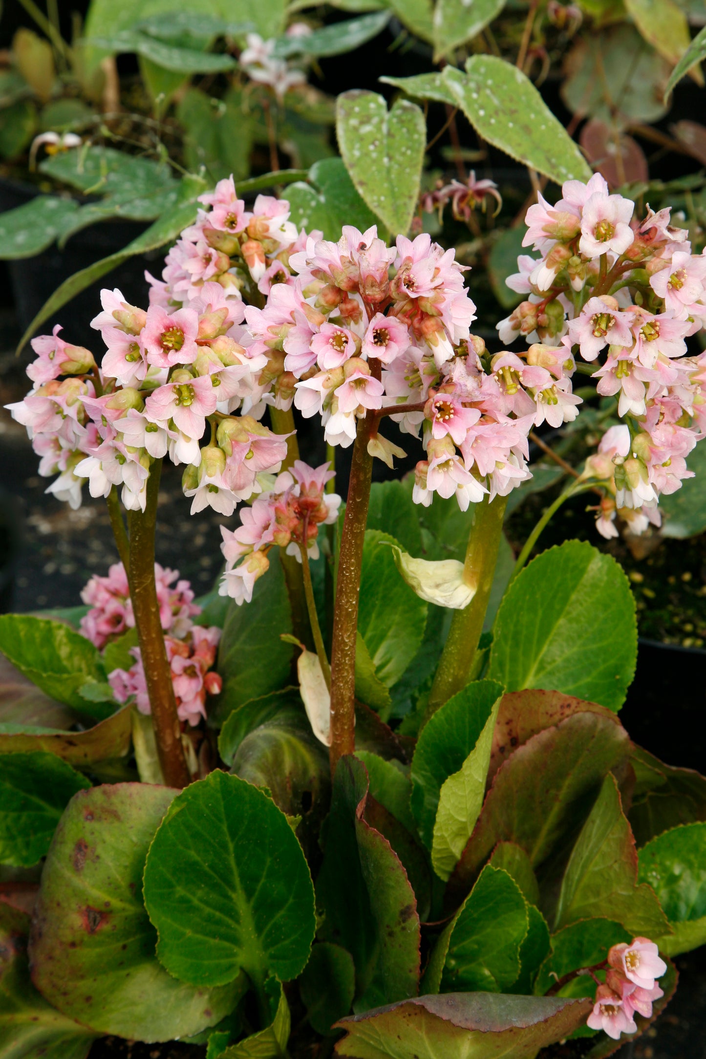 Bergenia cordifolia 'Baby Doll'