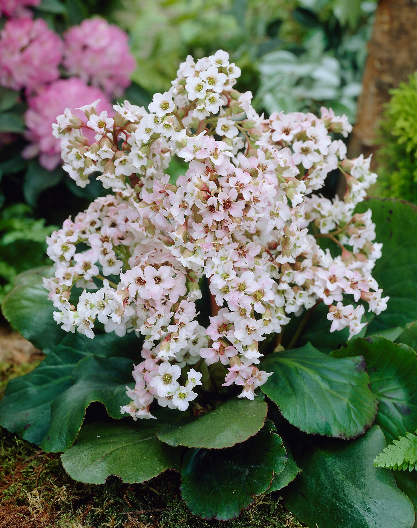 Bergenia cordifolia 'Bressingham White'