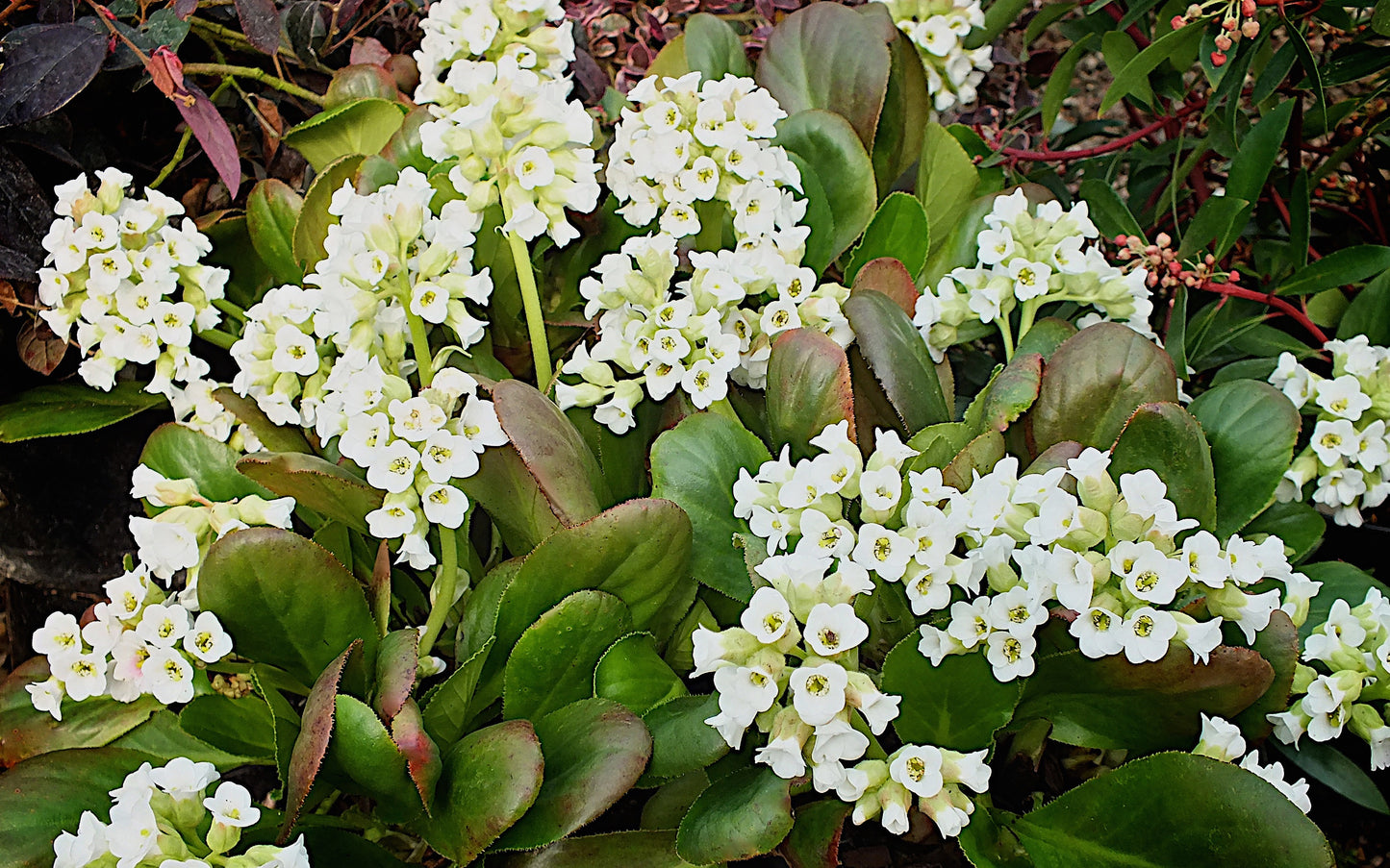 Bergenia cordifolia 'Diamond Drops'