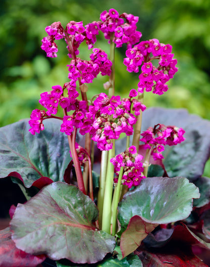 Bergenia cordifolia 'Eroica'