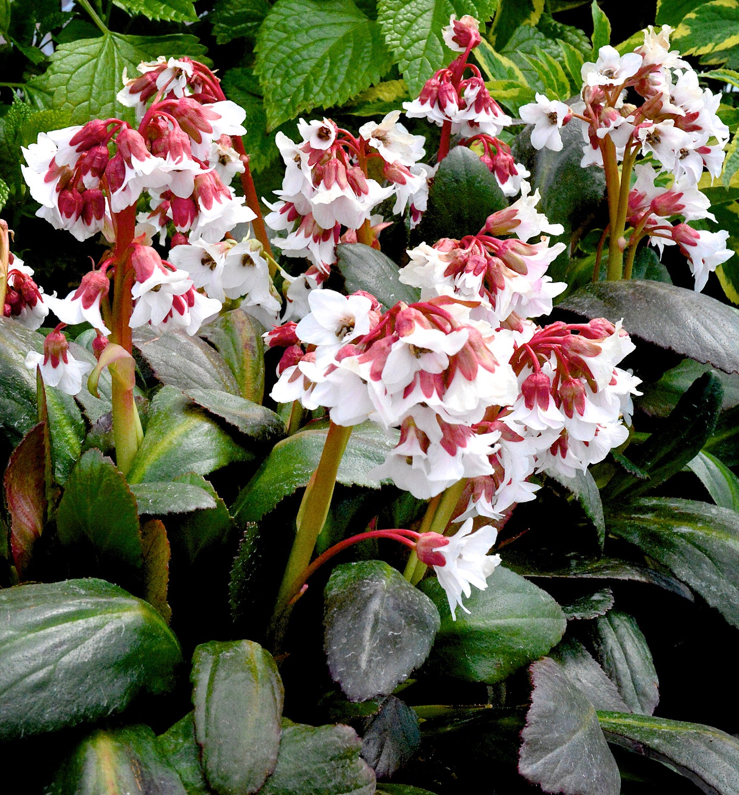 Bergenia cordifolia 'Fire & Ice' - NEW