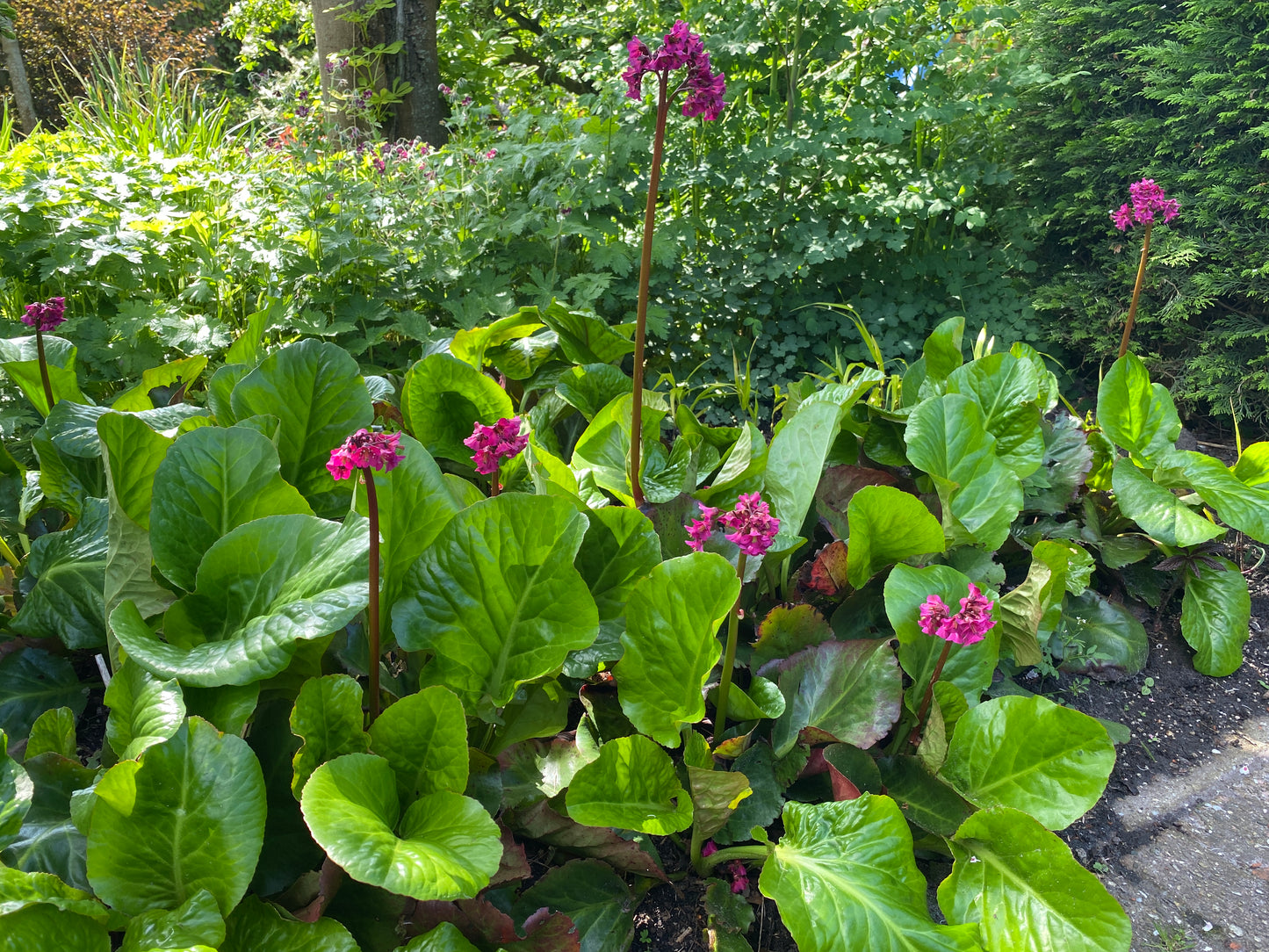 Bergenia cordifolia 'Winterglow'