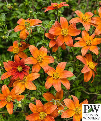 Bidens ferulifolia 'Campfire'