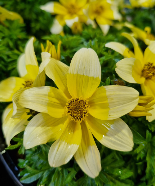 Bidens ferulifolia 'Taka Tuka White and Yellow' - NEW