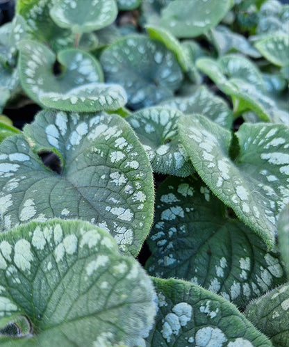 Brunnera macrophylla 'Emerald Mist' - NEW