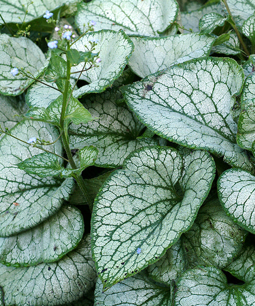 Brunnera macrophylla 'Jack Frost'