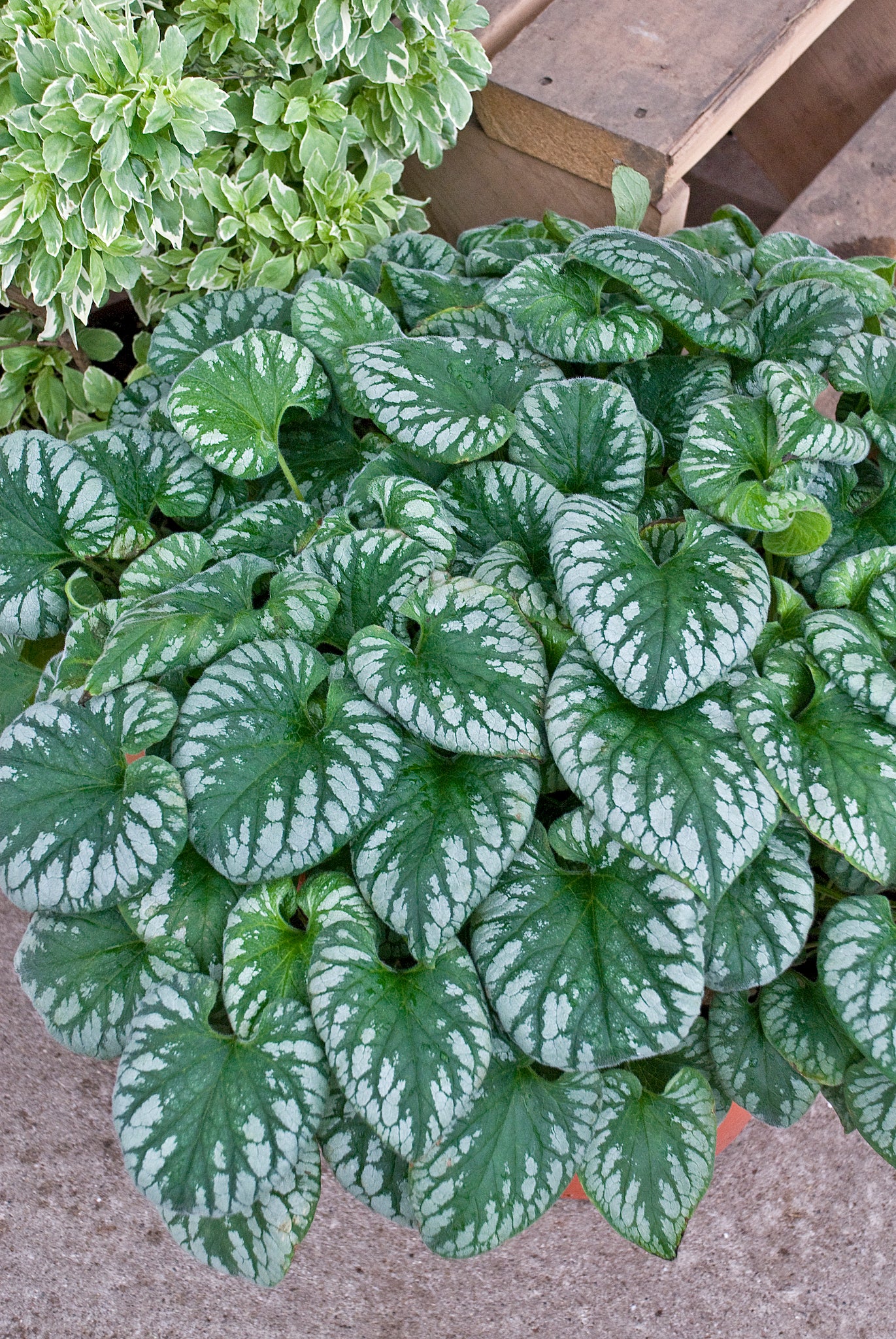 Brunnera macrophylla 'Emerald Mist' - NEW