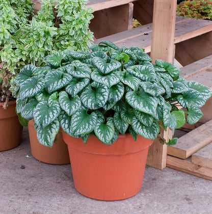 Brunnera macrophylla 'Emerald Mist' - NEW