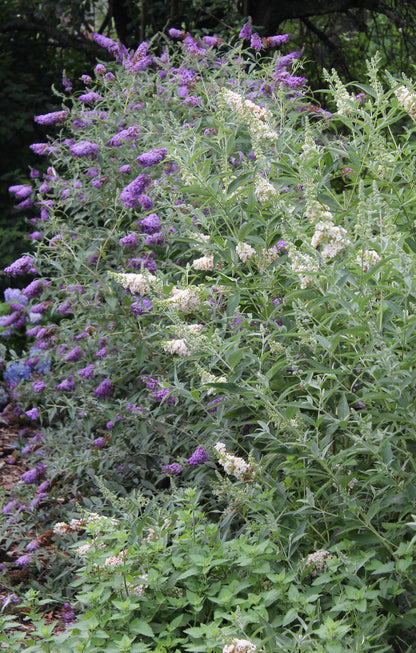 Buddleja davidii Buzz 'Ivory'