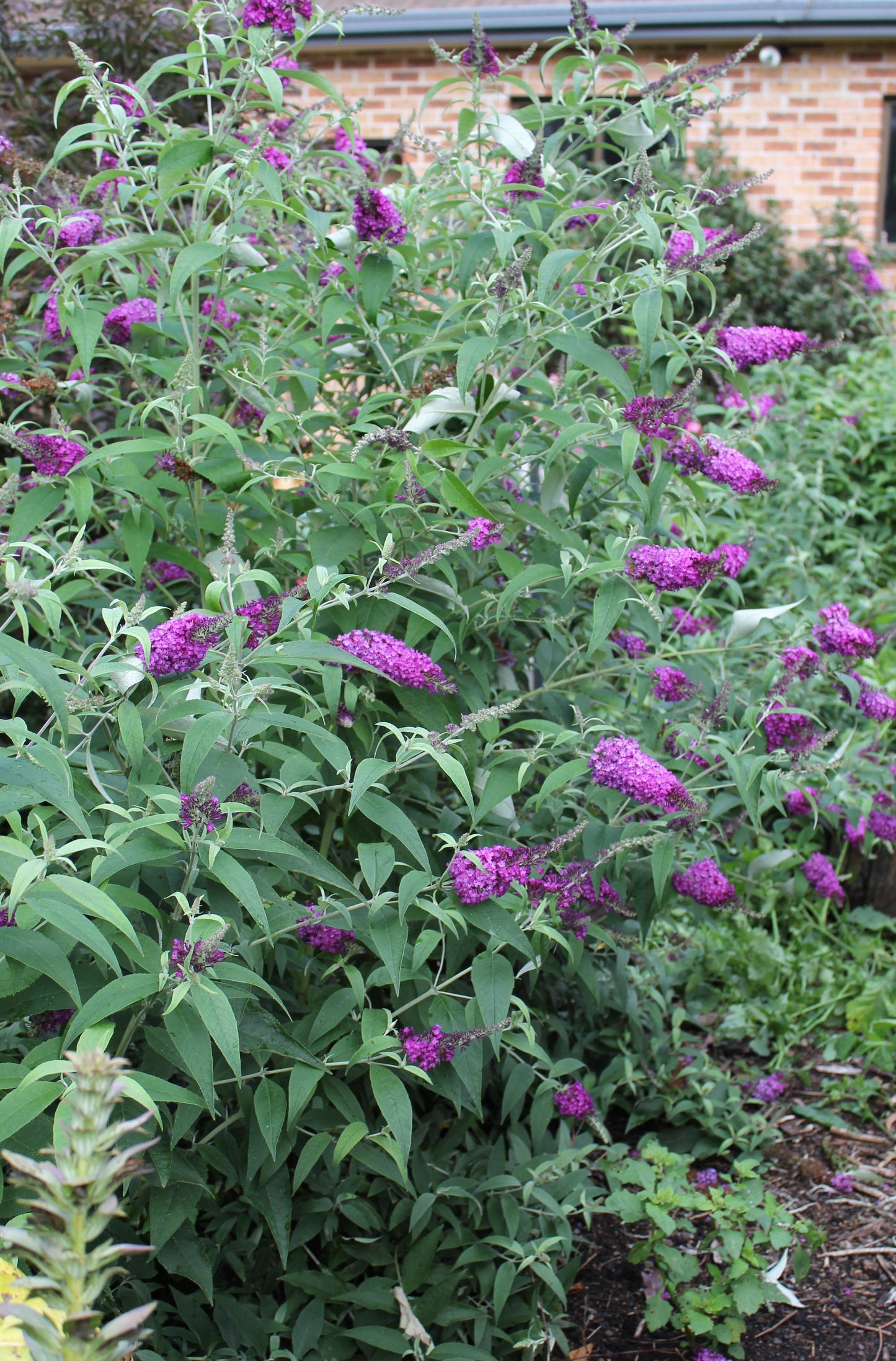 Buddleja davidii Buzz 'Purple'