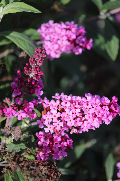 Buddleja davidii Buzz 'Soft Pink'