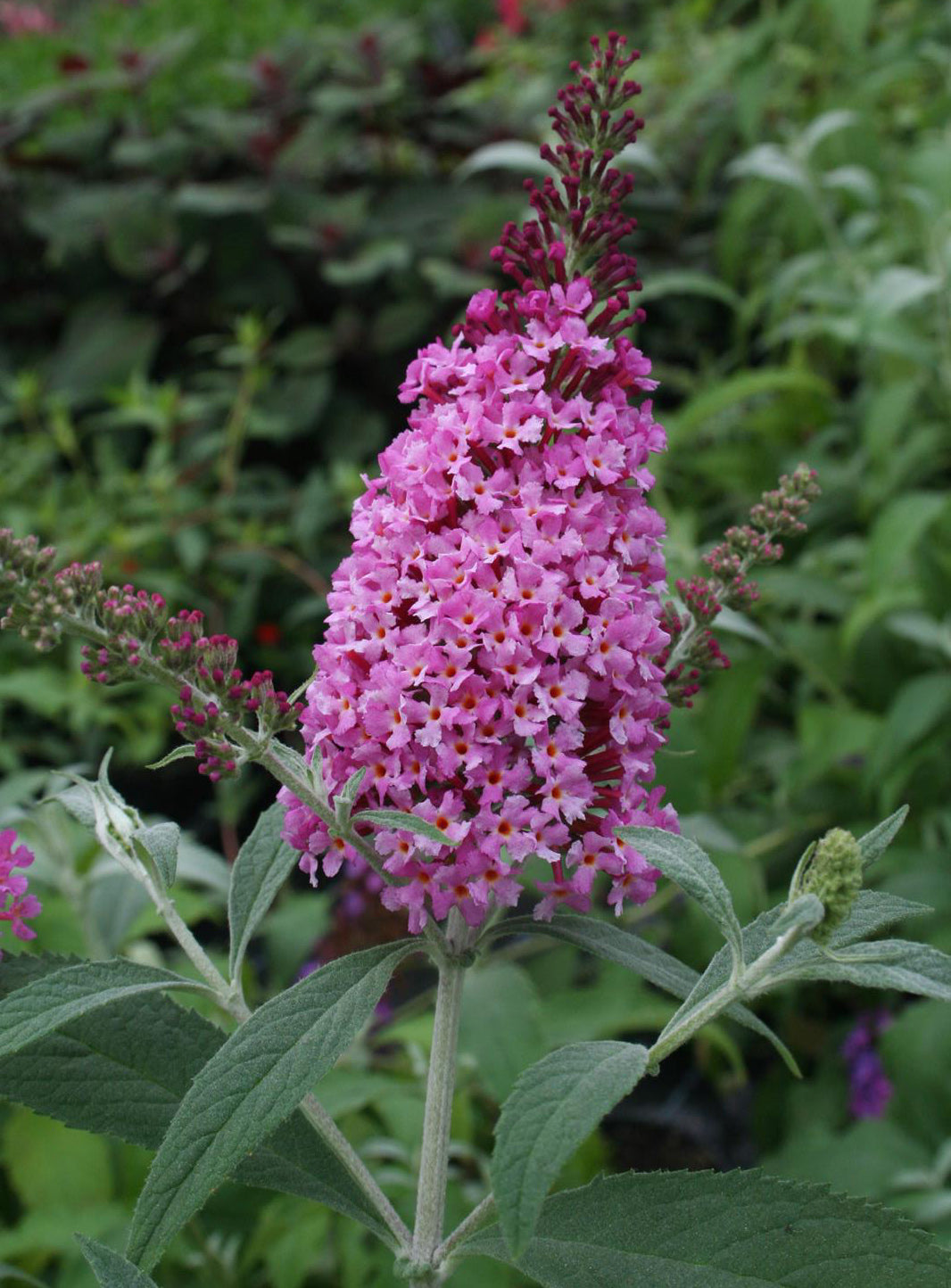 Buddleja davidii Buzz 'Soft Pink'