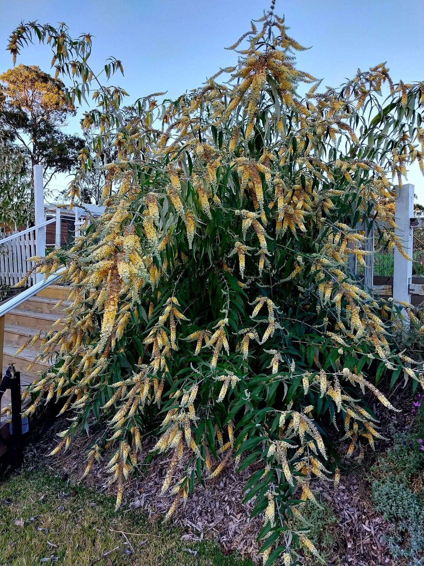 Buddleja madagascariensis x asiatica 'Wattle Bird'