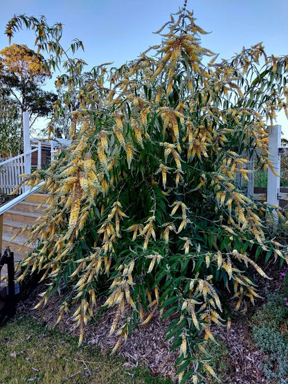 Buddleja madagascariensis x asiatica 'Wattle Bird'