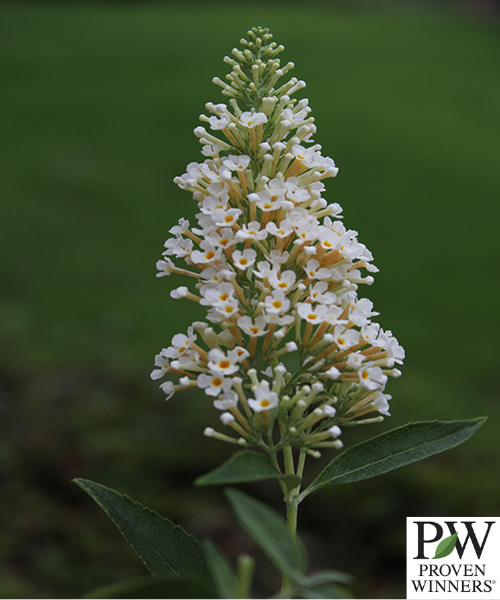 Buddleja davidii Buzz 'Ivory'