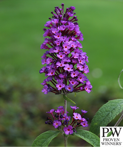 Buddleja davidii Buzz 'Purple'