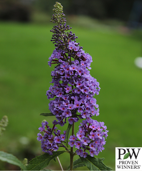 Buddleja davidii Buzz 'Sky Blue'