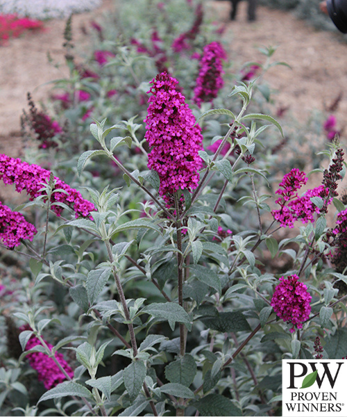 Buddleja davidii Buzz 'Velvet'