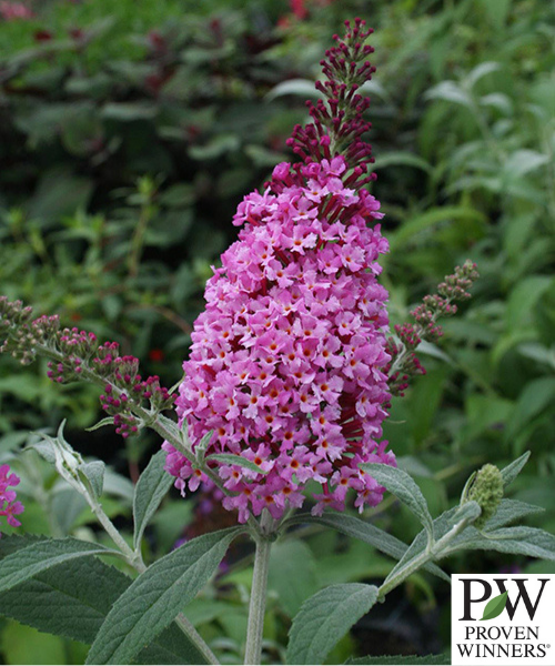 Buddleja davidii Buzz 'Soft Pink'