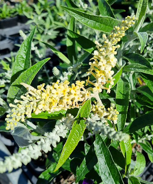 Buddleja madagascariensis x asiatica 'Wattle Bird'