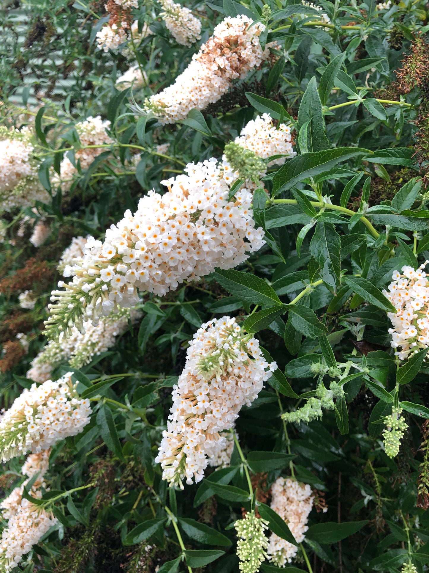 Buddleja davidii Buzz 'Ivory'